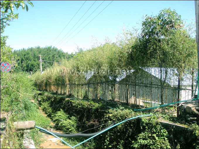 井岡山旅游發展總公司2012年從本公司購買的假植竹苗