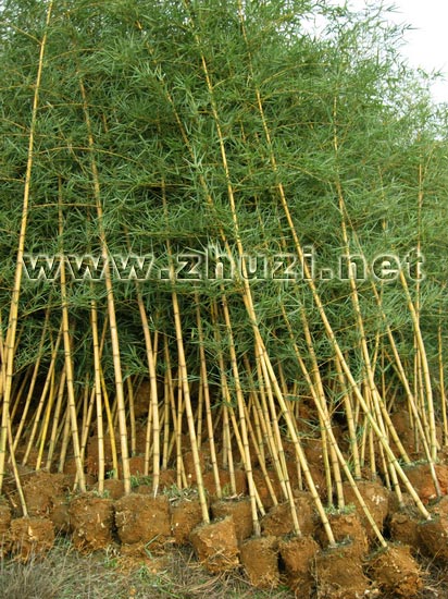 優質竹苗