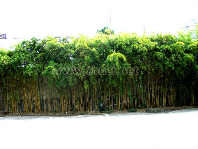 竹子用于圍墻綠籬